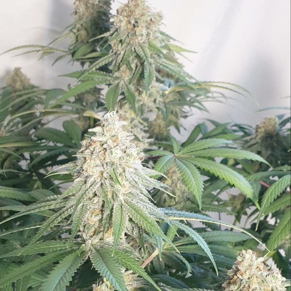 Tropical Kush CPHseeds skunkfrø