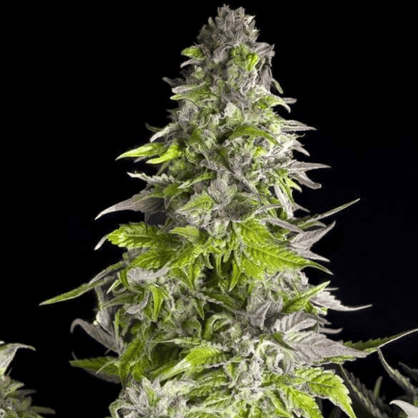 Romulan Pyramid Seeds cannabisfrø
