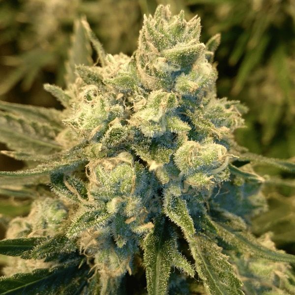 9 Pound Hammer Nordland Seeds cannabisfrø