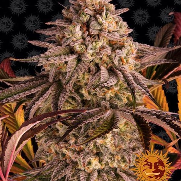 BLUE SUNSET SHERBERT Barneys Farm Cannabisfrø Skunkfrø
