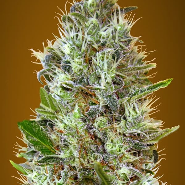 Auto Somango Advanced Seeds cannabisfrø