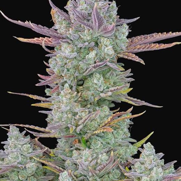 Gorilla Cookies Auto