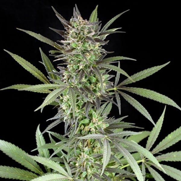 g13-blue-venom