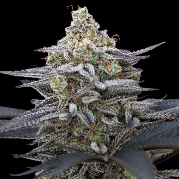 Blue Gorilla Auto Nordland Seeds cannabisfrø