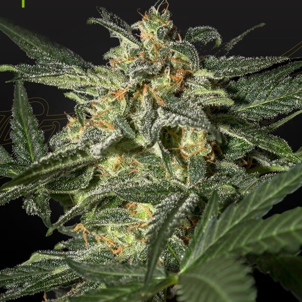 White Widow Auto Greenhouse Seed Company cannabisfrø