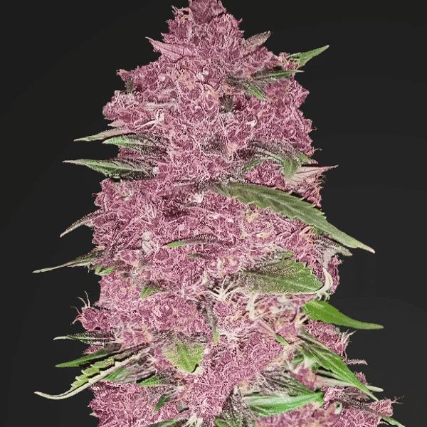 Auto Cannabisfrø Purple Lemonade Fast Buds