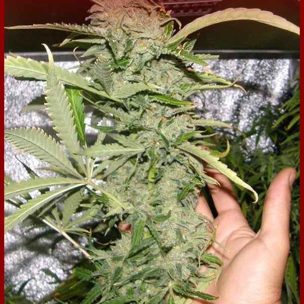 Crystal Meth Dr. Underground cannabisfroe