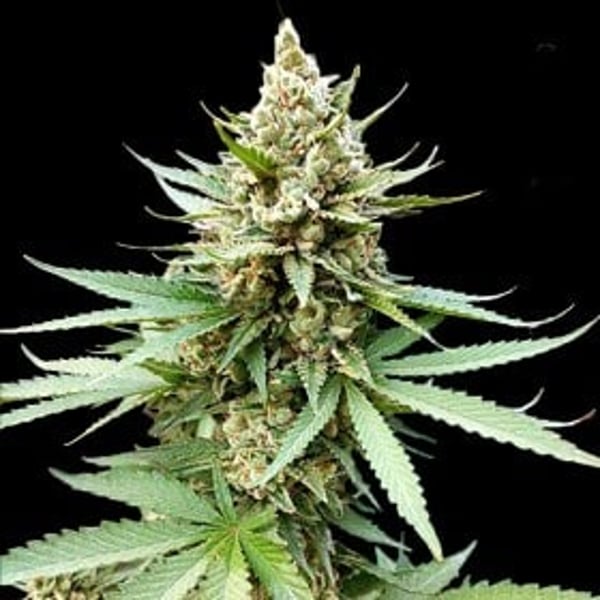 Blue-OG-G13-Labs_600x600