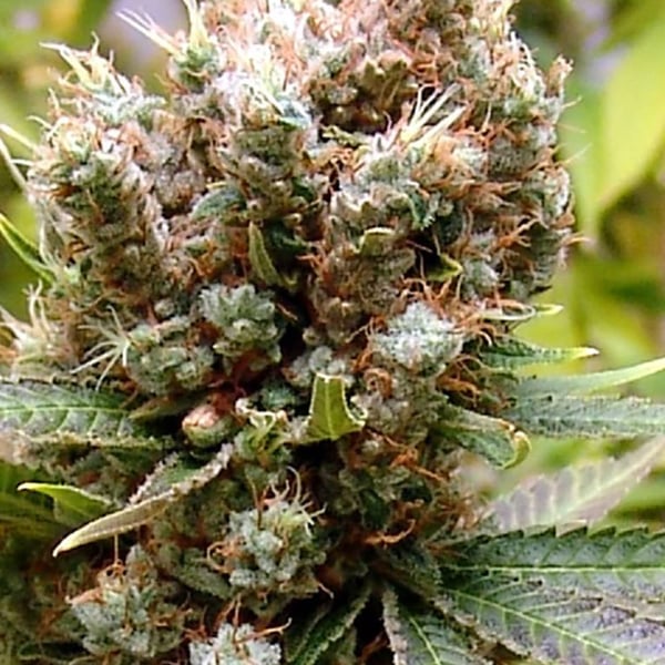 Somalicious Soma Sacred Seeds cannabisfrø