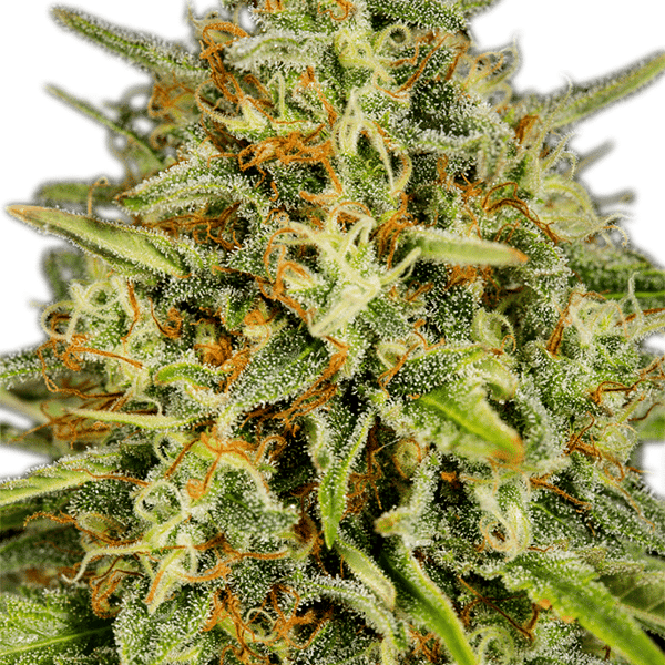 Super Skunk Auto Nordland Seeds skunkfrø