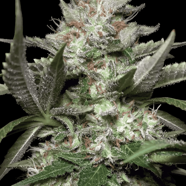 Auto Kong Paradise Seeds