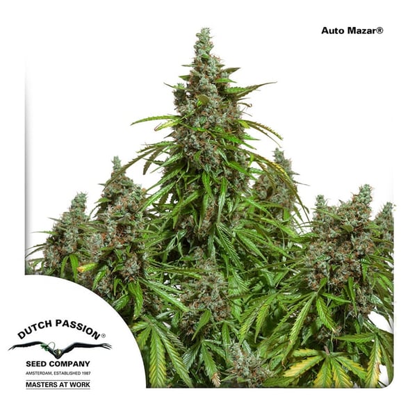 AutoMazar-Dutch-Passion cannabisfrø