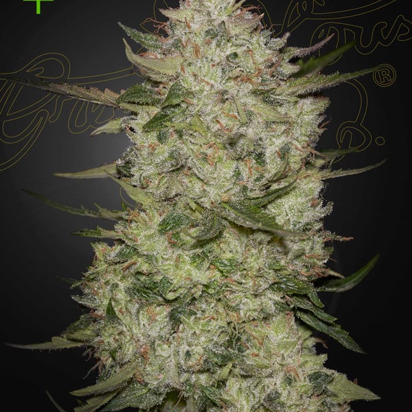 High Cloudz Auto Greenhouse Seed Company cannabisfrø