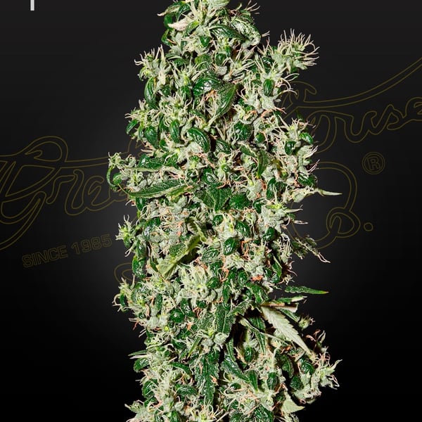 Big Tooth Green House Seed Company cannabisfrø
