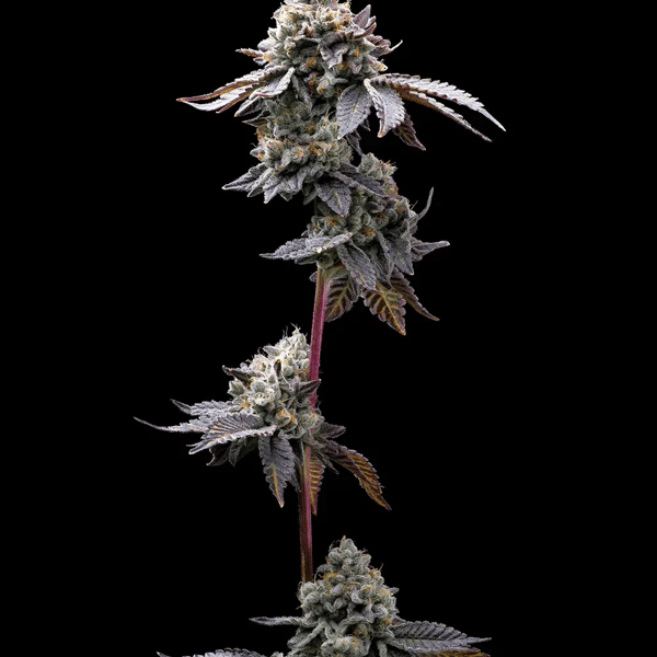 GMO Cookies Barney's Farm cannabisfrø