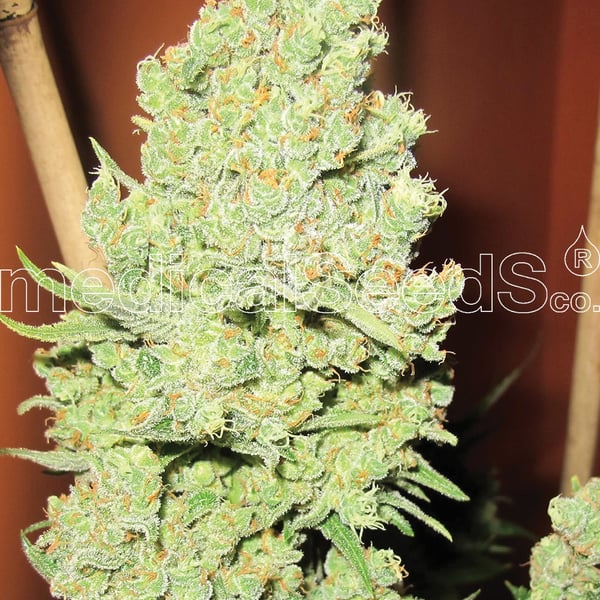 Medicinske cannabisfrø channel