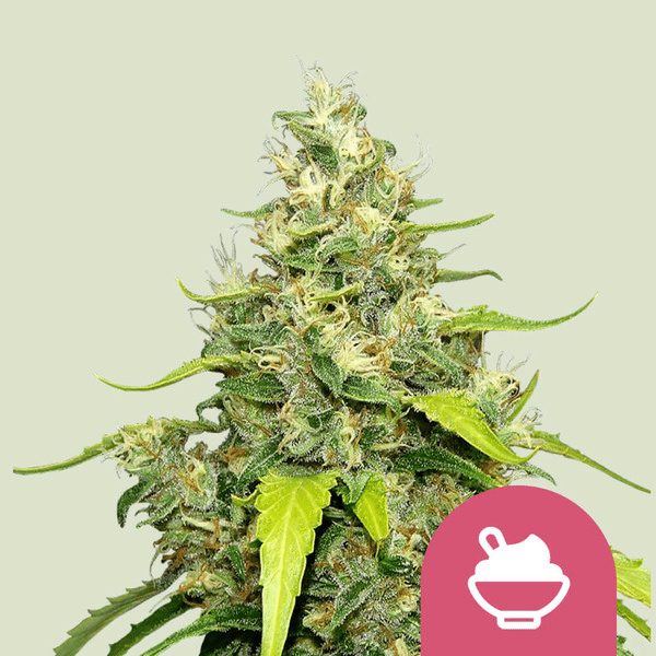Blue Gelato Royal Queen Seeds skunkfrø