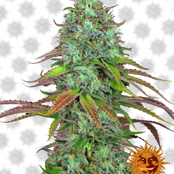 Skunkfrø LSD Auto Cannabisfrø Barneys Farm