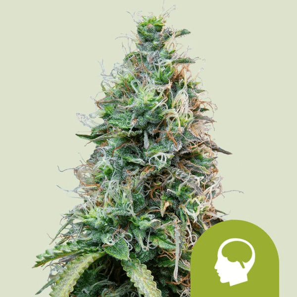Amnesia Haze Automatic Royal Queen Cannabis Skunkfrø