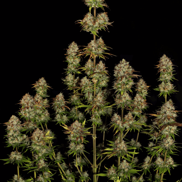 Apricot Candy Paradise Seeds