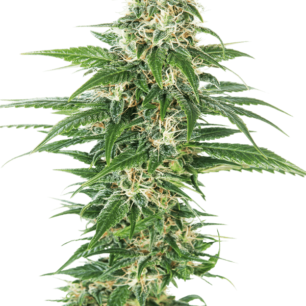 Cannabisfrø Sensi Seeds Early Skunk Automatic
