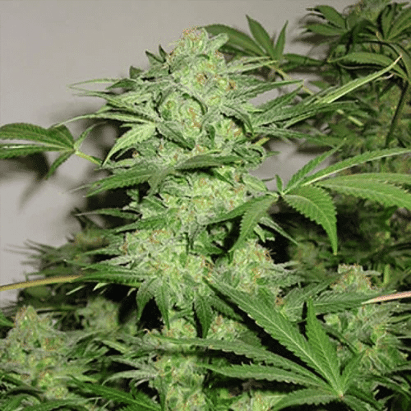 Northern Light Special K.C. Brains Seeds cannabisfrø