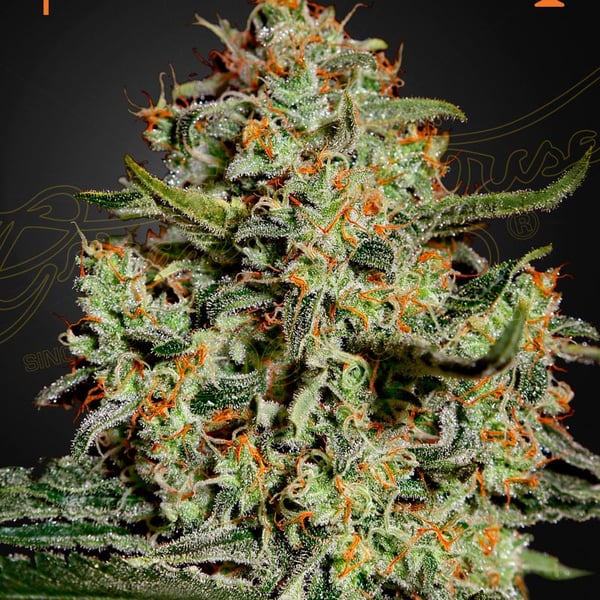Big Bang Green House Seed Company cannabisfrø