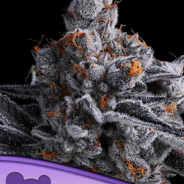 High Mars Anesia Seeds cannabisfrø skunkfrø