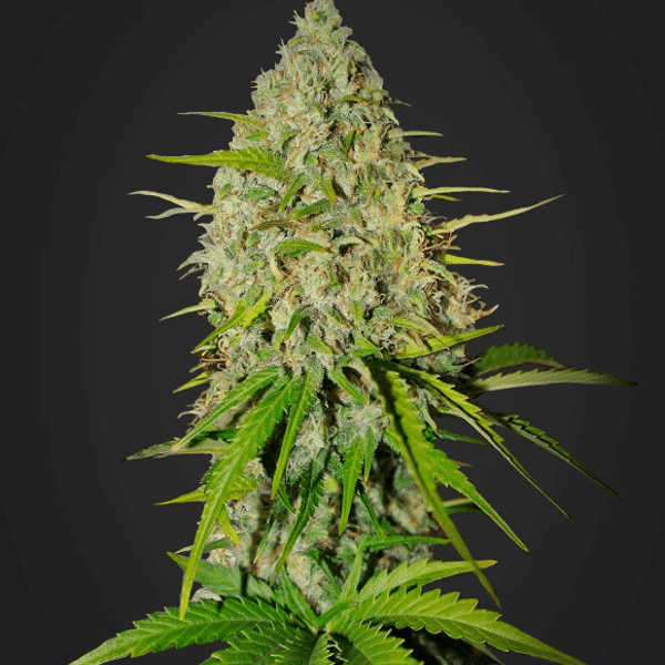 Auto Cannabisfrø Grapefruit Fast Buds