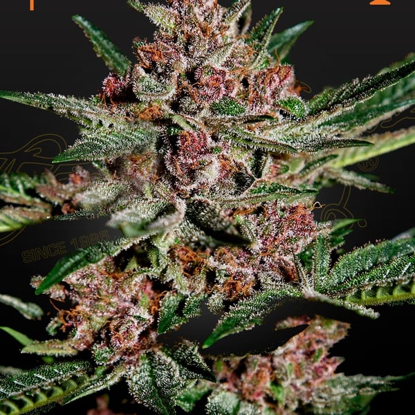 Bubba Kush Green House Seed Company cannabisfrø