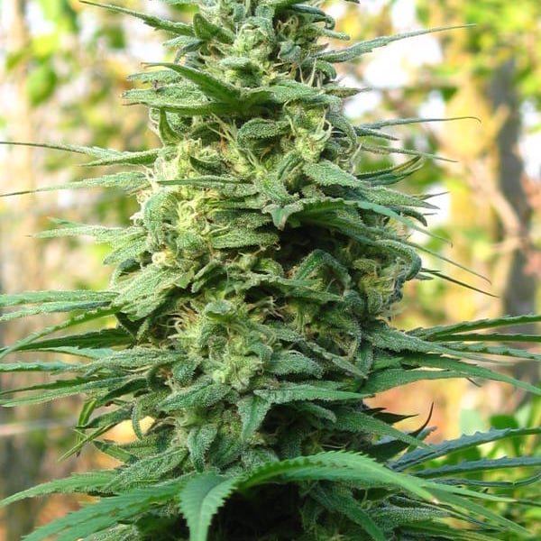 Leda Uno KC Brains cannabisfroe