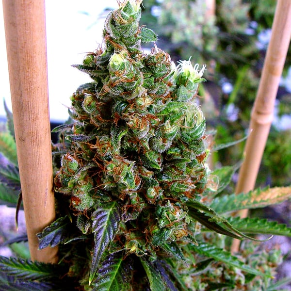 New York City Diesel Soma Sacred Seeds cannabisfrø
