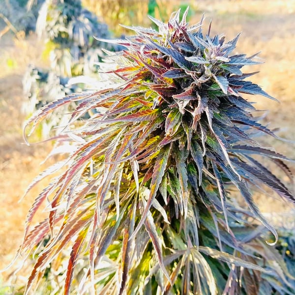 Mazar (Khasa Paz) Baaba Qo Afghan Selections