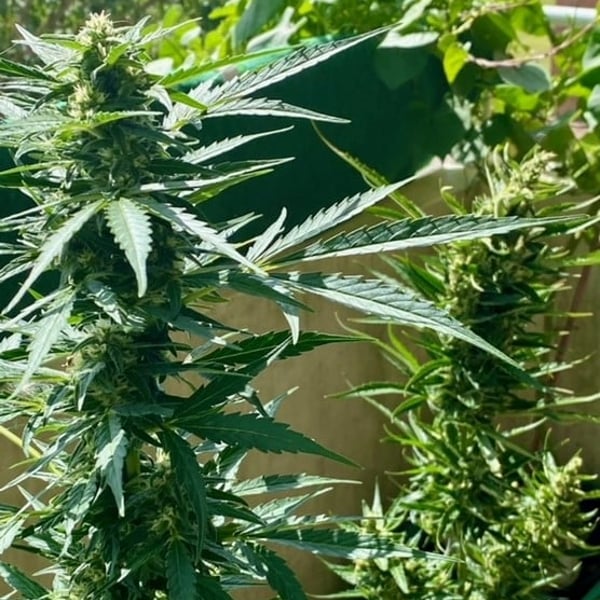 Zkittlez Auto Nordland Seeds Udendørs