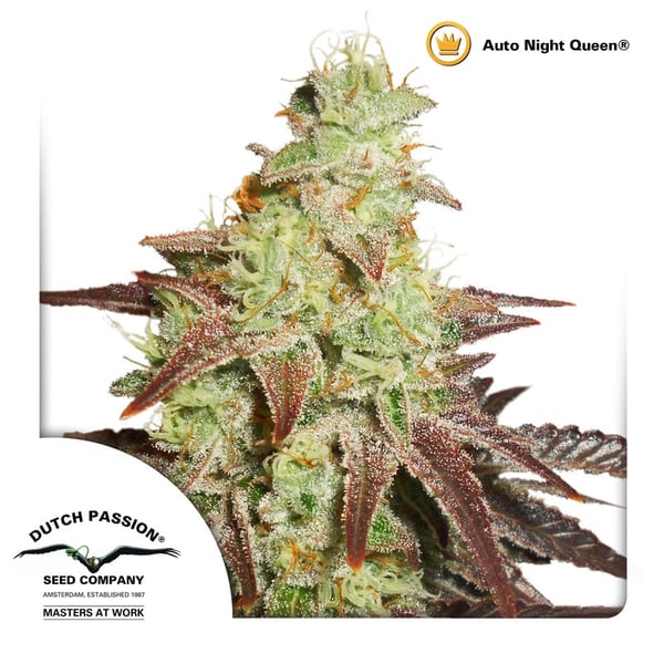 AutoNight-Queen-Dutch-Passion cannabisfrø