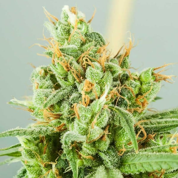 Devil XXL Auto Nordland Seeds cannabisfrø