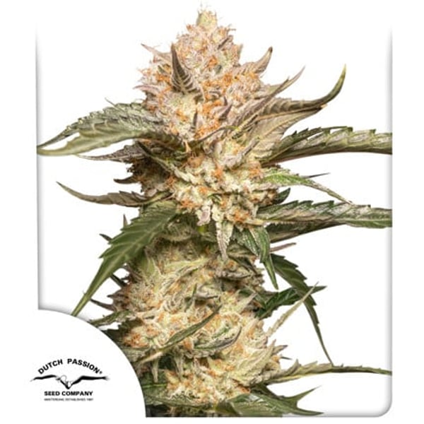 Auto Trichome and Cream Dutch Passion cannabisfrø