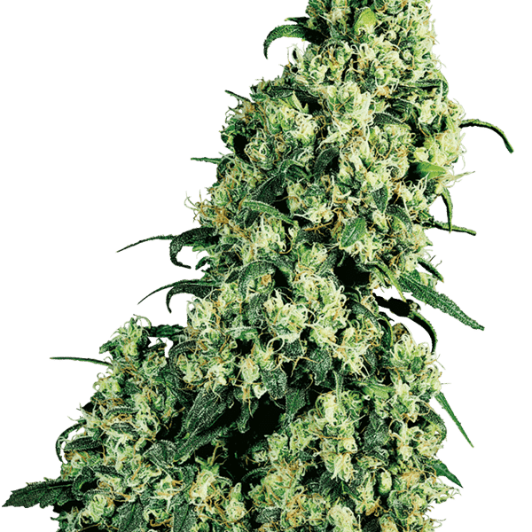 Cannabisfrø Sensi Seeds Skunk #1