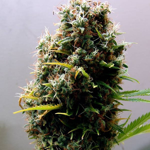 Kushadelic Soma Sacred Seeds cannabisfrø