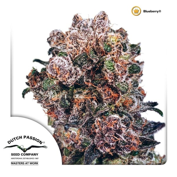 cannabisfrø-Blueberry-Dutch-Passion