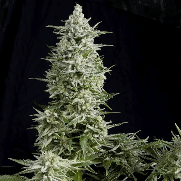 Amnesia Gold Pyramid Seeds cannabisfrø