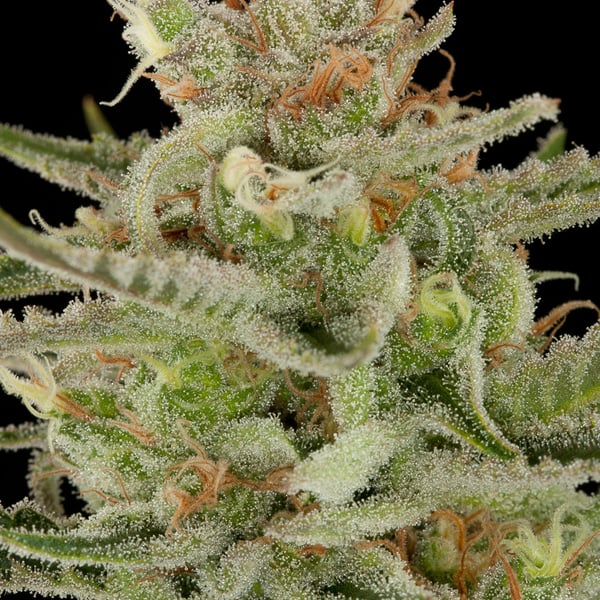 Tropic Nova Auto Nordland Seeds cannabisfrø