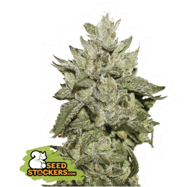 WEDDING CAKE FEM seedstockers cannabis frøbank