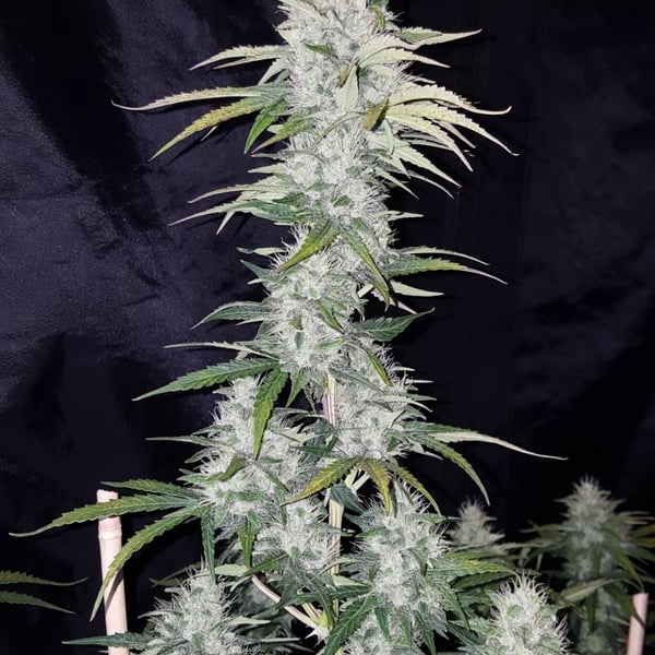 Auto cannabisfrø Critical 2.0 Auto CPHseeds