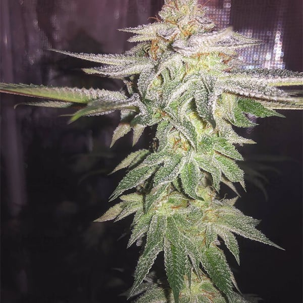 Do-Si-Dos Auto cannabisfrø Nordland Seeds