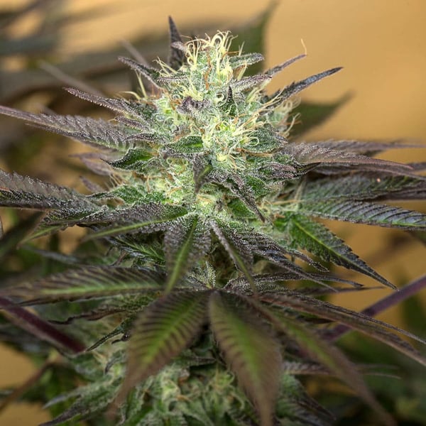 Sapphire OG Humboldt Seed Organization cannabisfrø