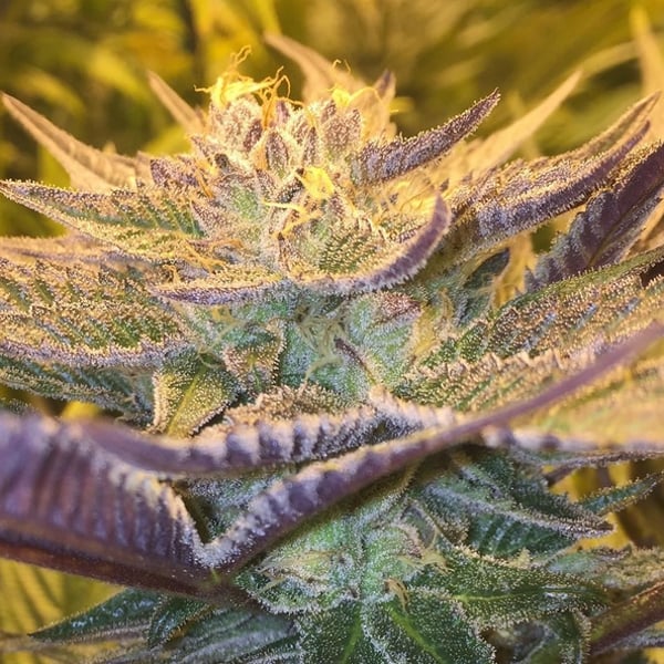 CBD Girl Scout Cookies CBD Crew cannabis