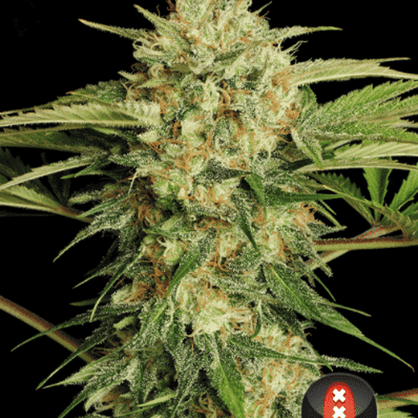 Cannabisfrø Motavation Serious Seeds