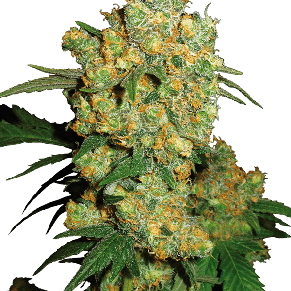 Sensi Seeds Cannabisfrø Big Bud Feminiserede
