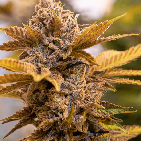 Alien Candy Kush Fast High Speed Buds cannabisfrø